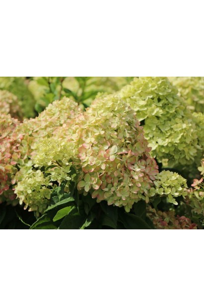 Гортензія Мохіто квіти з рожевим відтінком в кінці літа  